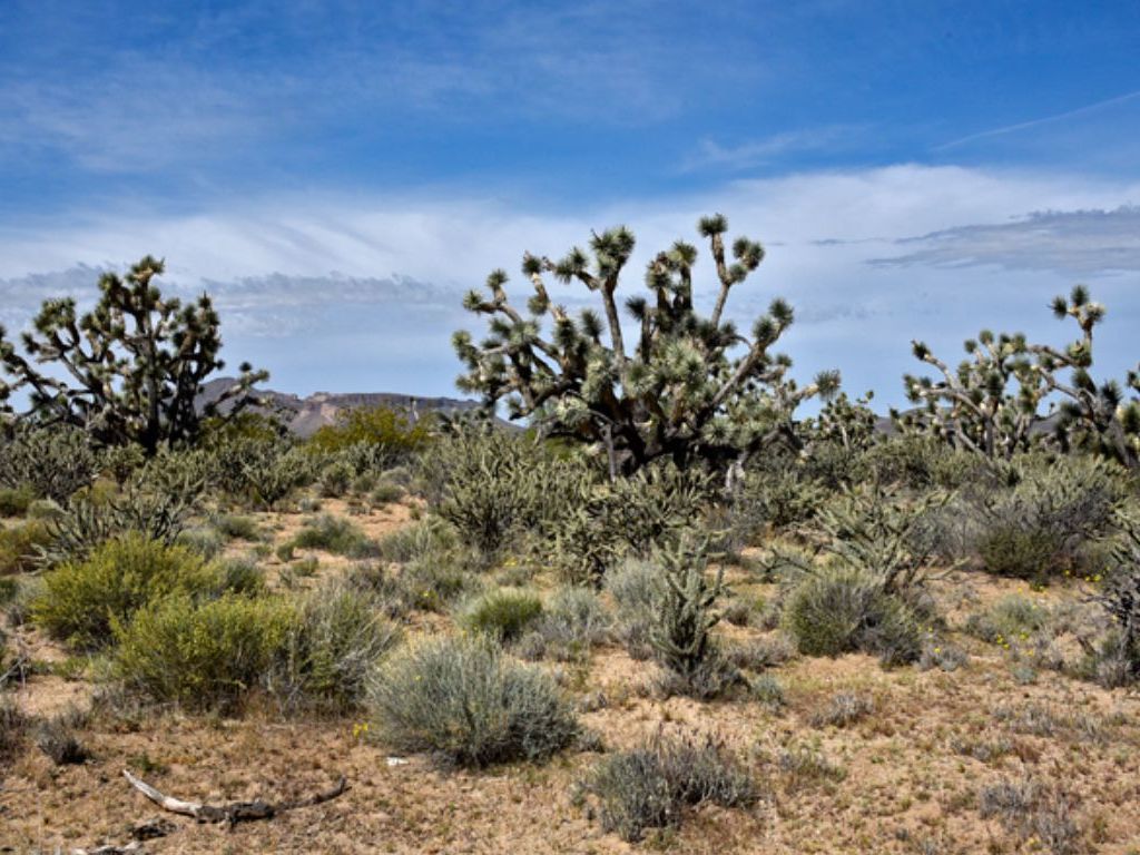 8124Yucca-brevifolia,-Joshua-Tree700x467 (1) - Land Thrill